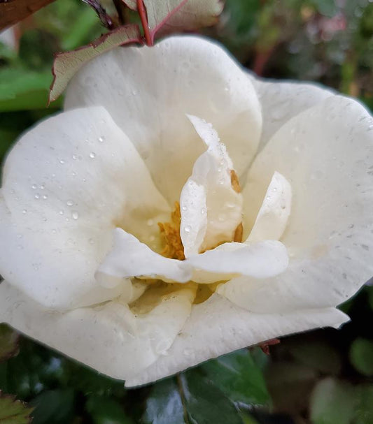 Rosa White Knock Out® (White Knock Out® Rose)