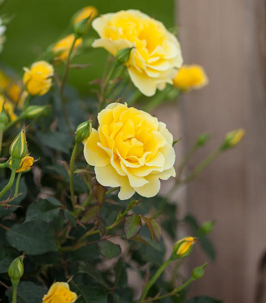 Rosa Easy Elegance® Yellow Submarine (Yellow Submarine Rose)
