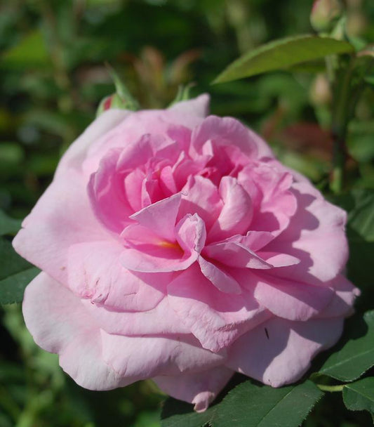 Rosa Gertrude Jekyll® (Gertude Jekyll® English Rose)