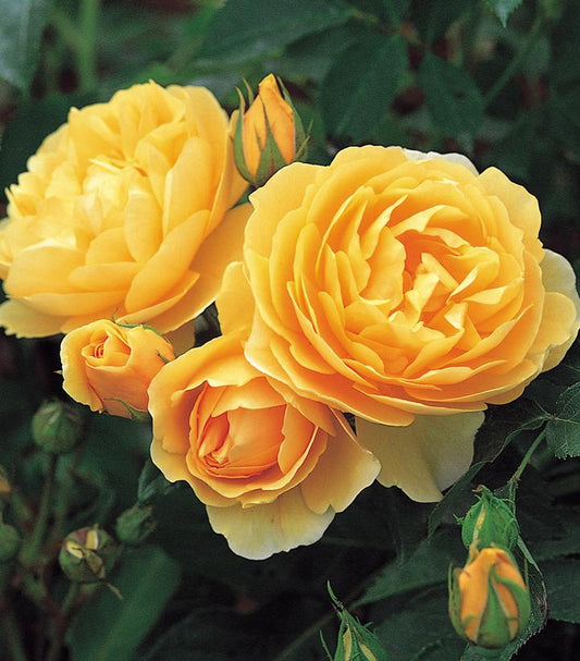 Rosa Graham Thomas® (Graham Thomas® English Rose)