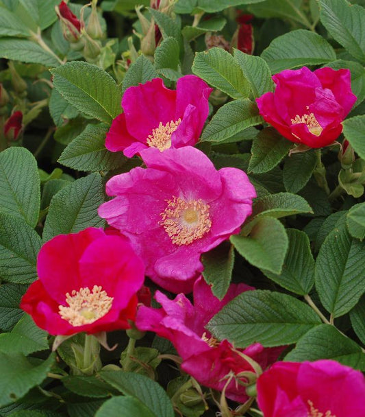 Rosa rugosa (Rugosa Rose)