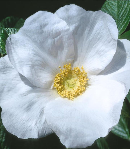 Rosa rugosa Alba (White Rugosa Rosa)