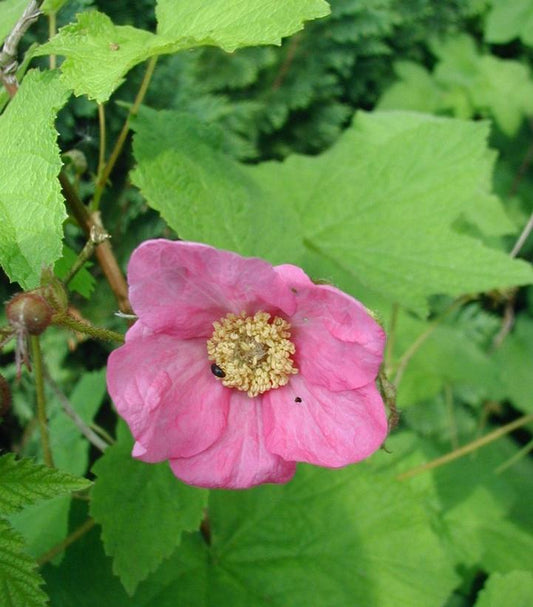 Rubus odoratus (flowering raspberry)