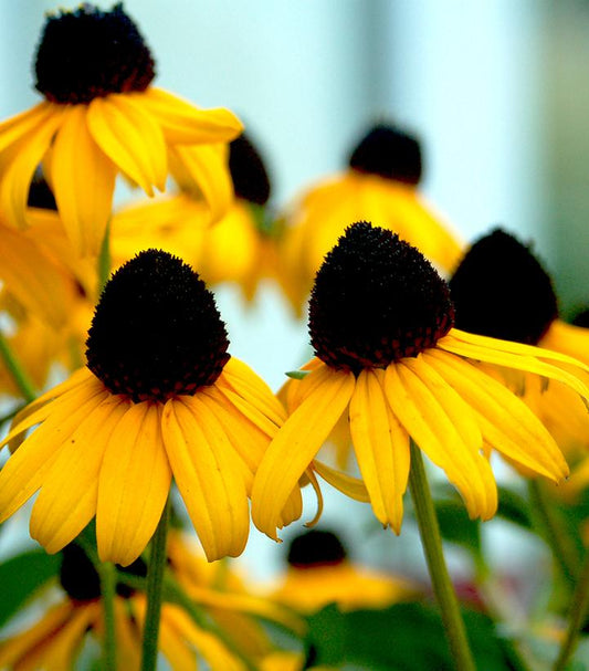 Rudbeckia fulgida var. sullivantii 'Goldsturm' (Goldsturm Black-Eyed Susan)
