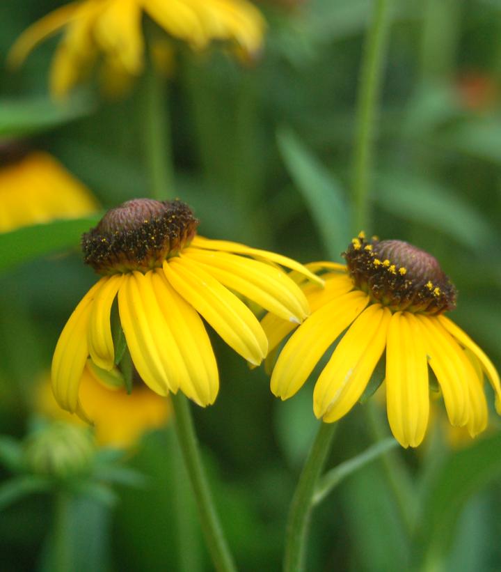 Rudbeckia fulgida x Viettes Little Suzy (Viettes Little Suzie Rudbeckia)