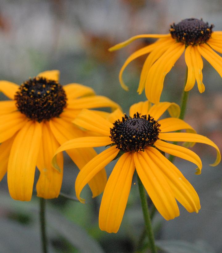 Rudbeckia var. fulgida (Fulgida Black Eyed Susan)