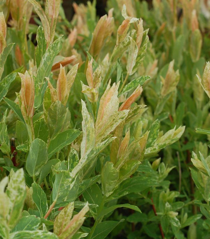 Salix integra Hakaro Nishiki (Japanese Willow)