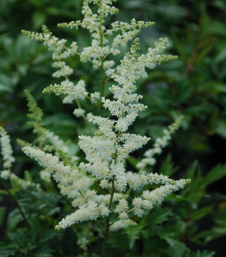 Astilbe arendsii Bridal Veil (Bridal Veil Astilbe)