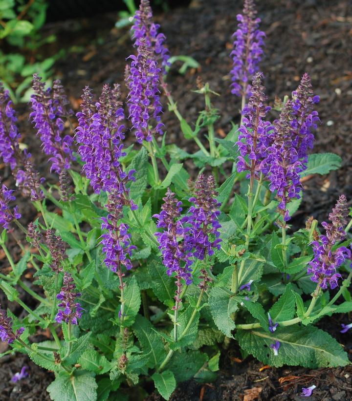 Salvia nemorosa May Night (May Night Meadow Sage)