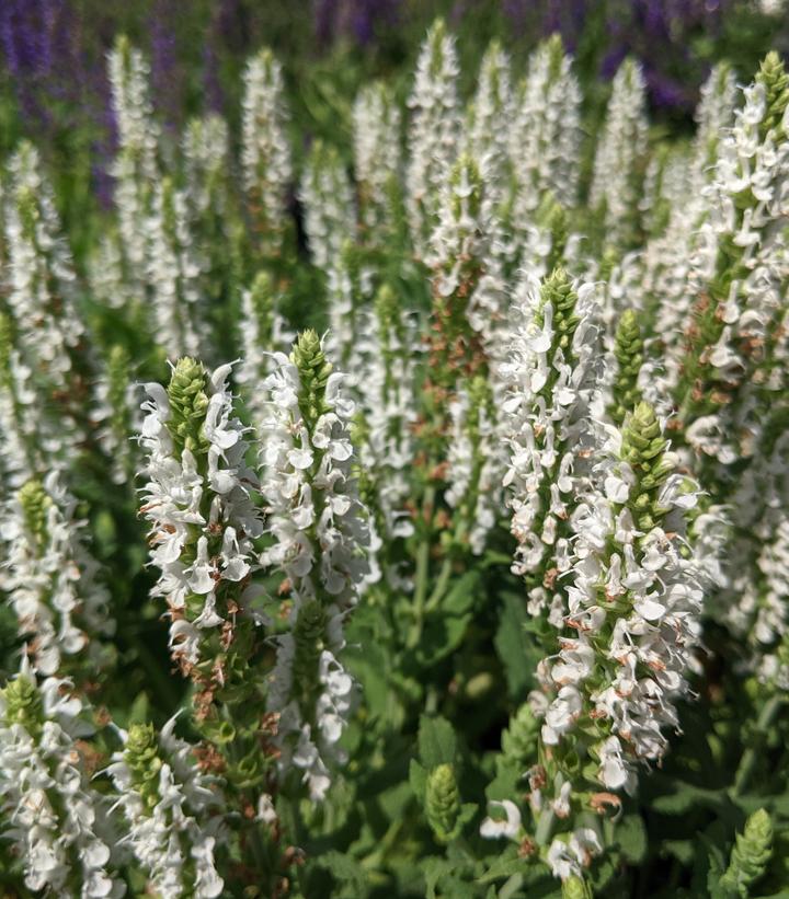 Salvia x sylvestris Snow Hill (Snow Hill Wood Sage)