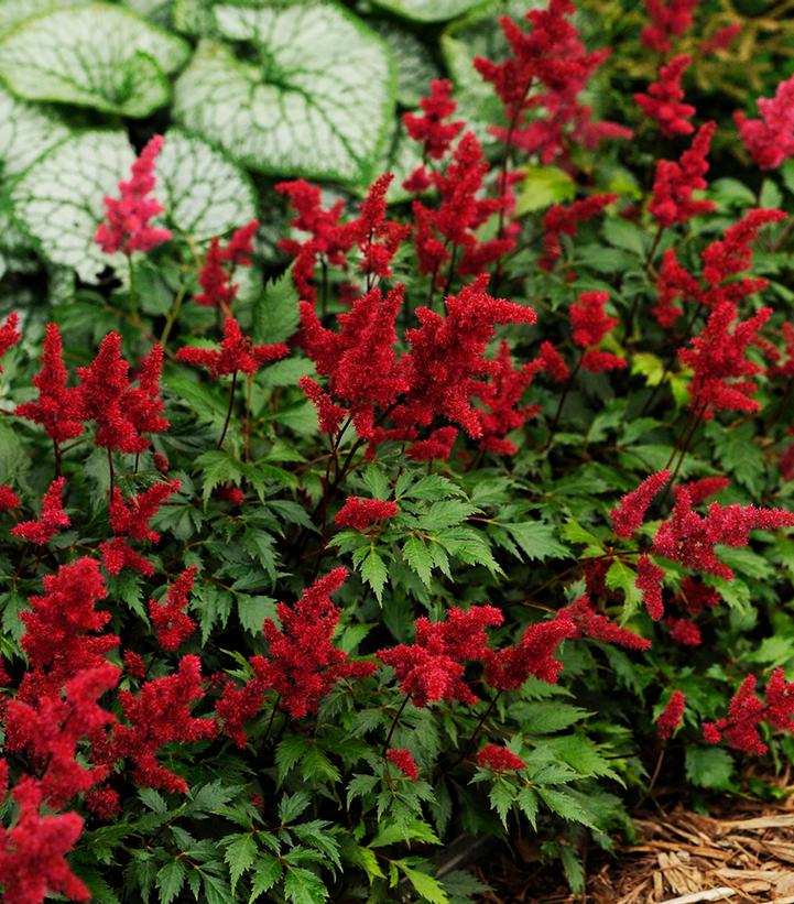 Astilbe arendsii Fanal (Fanal Astilbe)