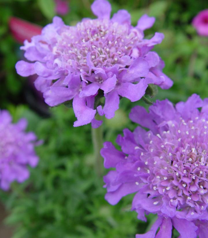 Scabiosa caucasica 'Butterfly Blue' (Butterfly Blue Pincushion Flower)