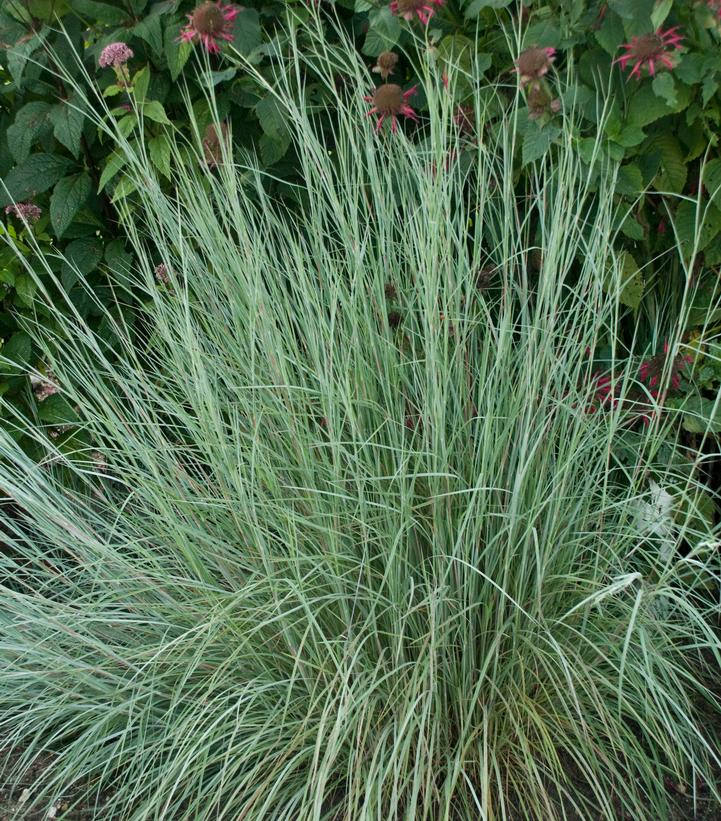 Schizachyrium scoparium 'Prairie Blues' (Prairie Blues Little Bluestem)
