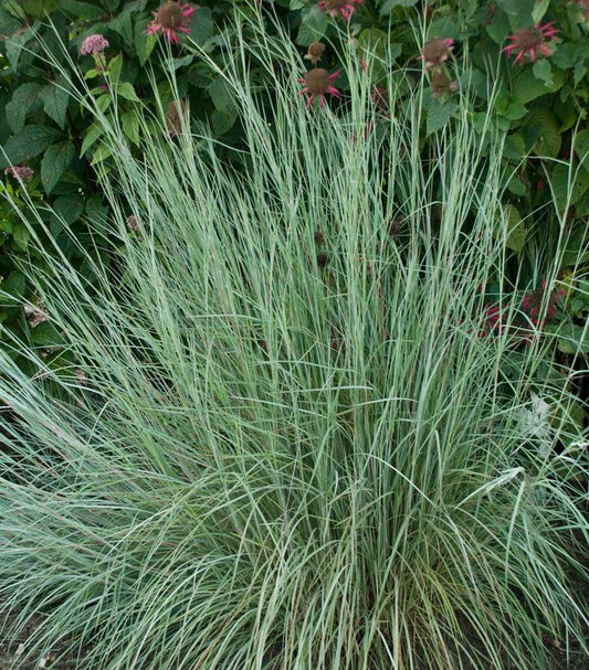 Schizachyrium scoparium 'Prairie Blues' (Prairie Blues Little Bluestem)