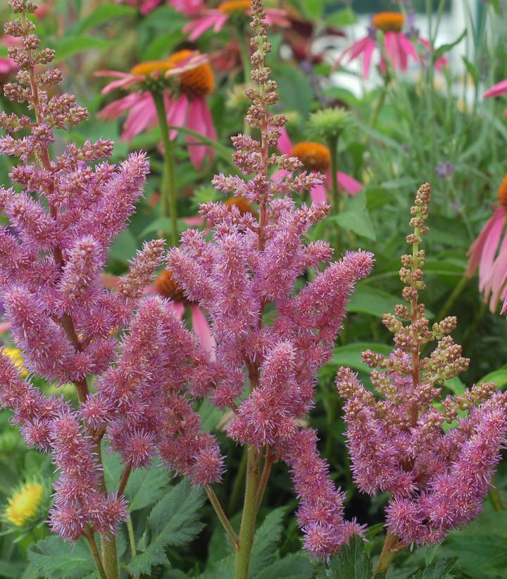 Astilbe chinensis Visions (Visions Chinese Astilbe)
