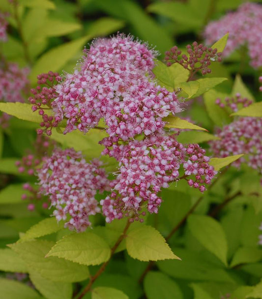 Spiraea bumalda Goldmound (Goldmound Spirea)