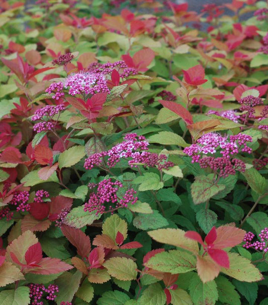 Spiraea Double Play Big Bang® (Double Play Big Bang® Spirea)