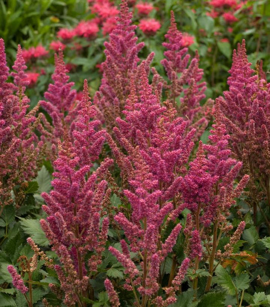 Astilbe chinensis Vision in Red (Vision in Red Astilbe)