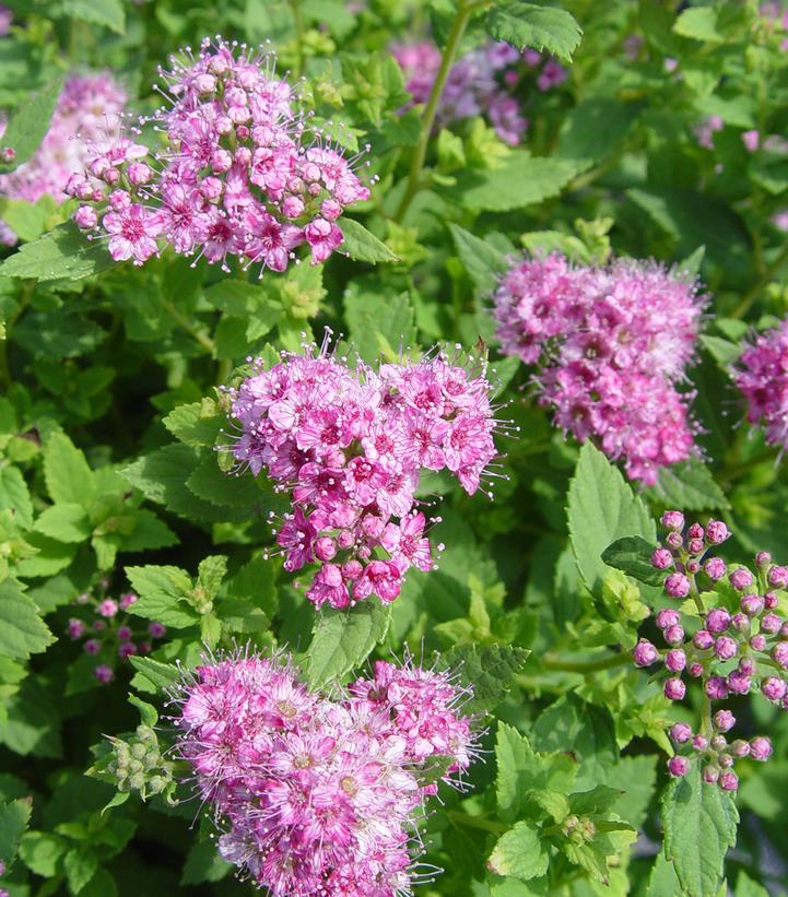 Spiraea jap. Little Princess (Little Princess Spirea)