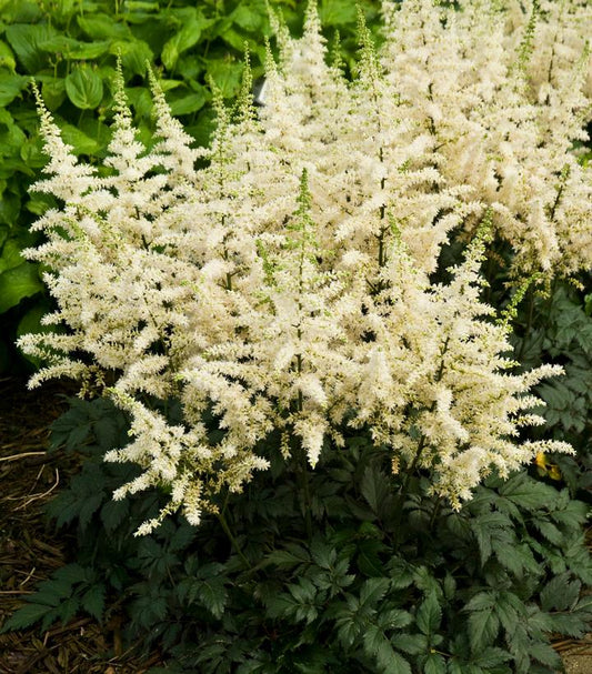 Astilbe chinensis Vision in White (Vison in White Chinese Astilbe)