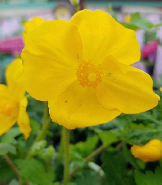 Stylophorum diphyllum (Celandine Poppy)