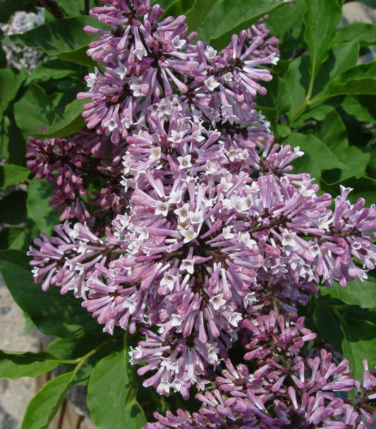 Syringa patula 'Miss Kim' (Miss Kim Lilac)