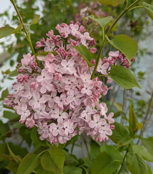 Syringa X hyacinthiflora Maidens Blush (Maidens Blush Lilac)