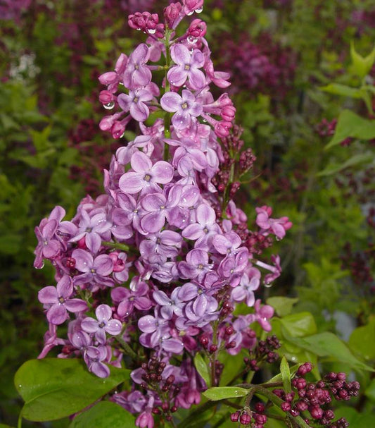 Syringa X hyacinthiflora 'Pocahontas' (Pocahontas Lilac)