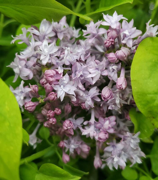 Syringa X hyacinthiflora Royal Purple (Royal Purple Lilac)