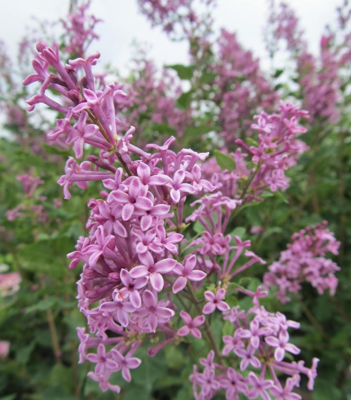 Syringa x Bloomerang® Purple (Bloomerang® Purple Reblooming Lilac)
