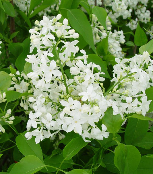 Syringa X hyacinthiflora Mount Baker (Mount Baker Lilac)