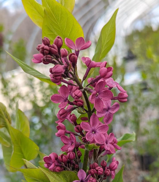 Syringa X hyacinthiflora Declaration (Declaration Lilac)