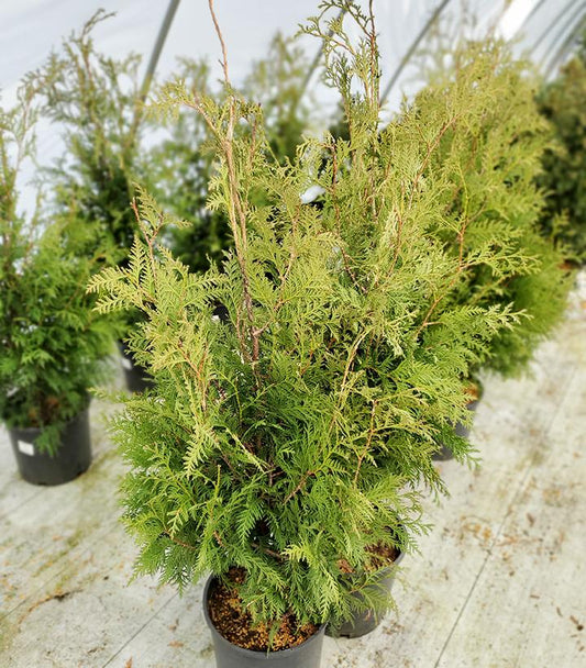 Thuja occidentalis Nigra (Dark American Arborvitae)
