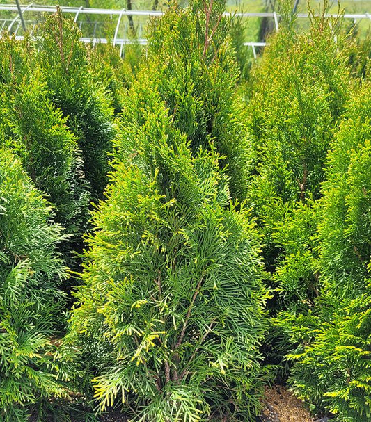 Thuja occidentalis 'Smaragd' (Emerald Green Arborvitae)
