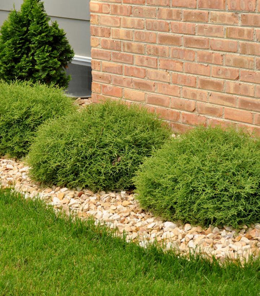 Thuja Mr. Bowling Ball® (Mr. Bowling Ball® American Arborvitae)