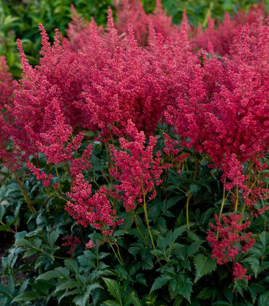 Astilbe Montgomery (Montgomery Astilbe)