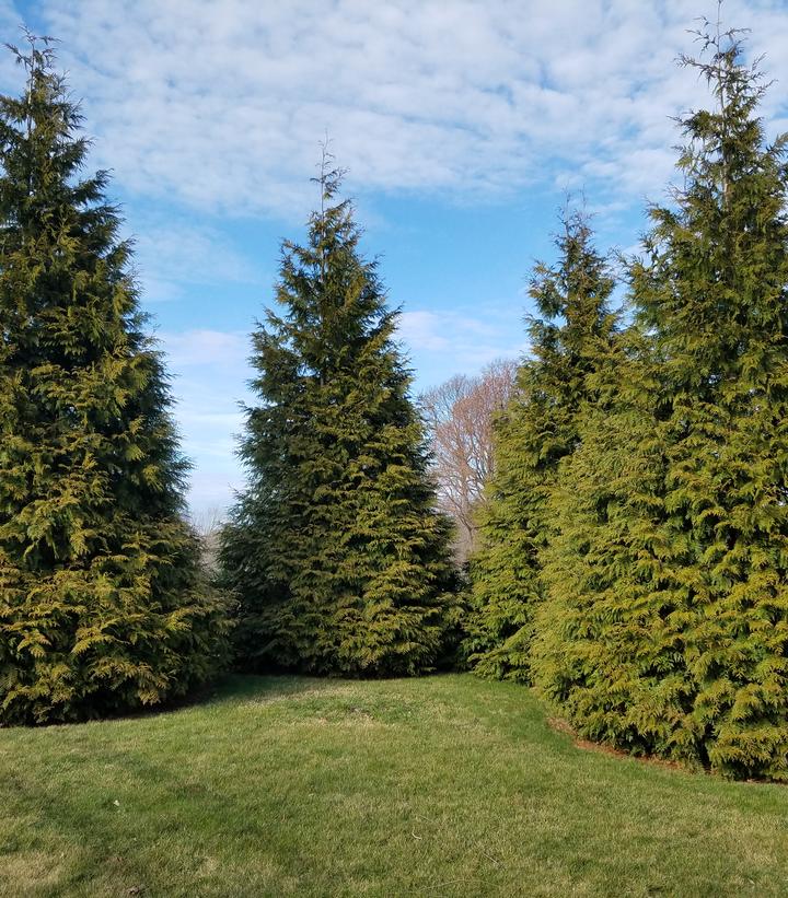 Thuja X 'Green Giant' (Green Giant Western Arborvitae)