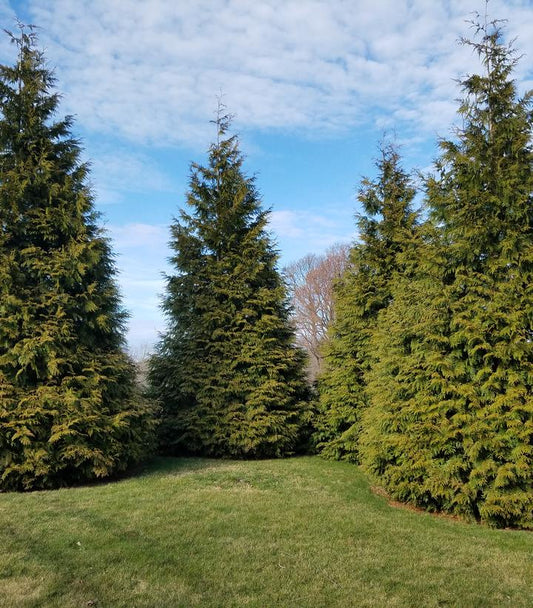 Thuja X 'Green Giant' (Green Giant Western Arborvitae)