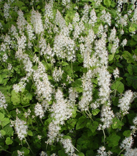 Tiarella cord. Running Tapestry (Running Tapestry Foamflower)