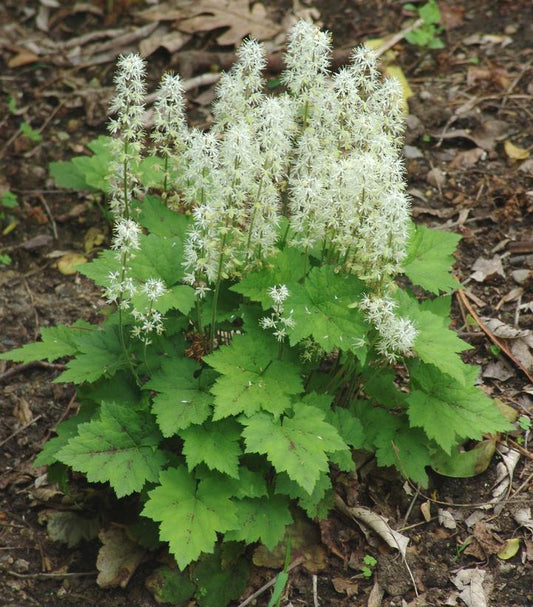 Tiarella cordifolia (Foamflower)