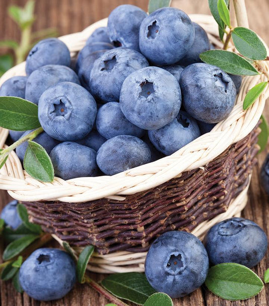 Vaccinium corymbosum 'Northland' (Northland Blueberry)