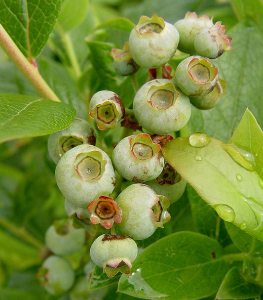 Vaccinium corymbosum 'Patriot' (Patriot Blueberry)