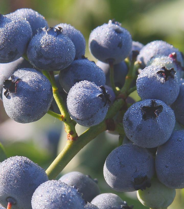 Vaccinium corymbosum 'Bluegold' (Bluegold Blueberry)