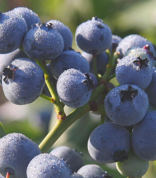 Vaccinium corymbosum 'Bluegold' (Bluegold Blueberry)