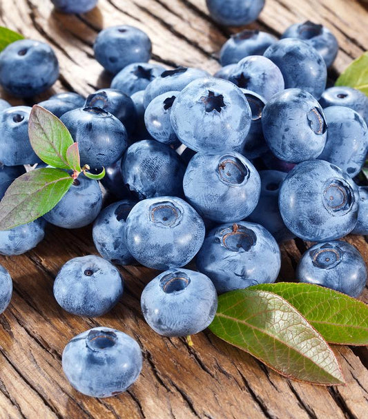 Vaccinium corymbosum 'Bluecrop' (Bluecrop Blueberry)