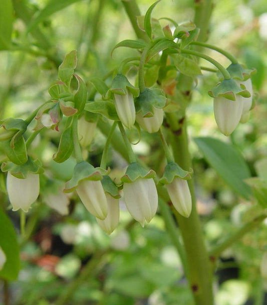 Vaccinium corymbosum Jersey (Jersey Blueberry)