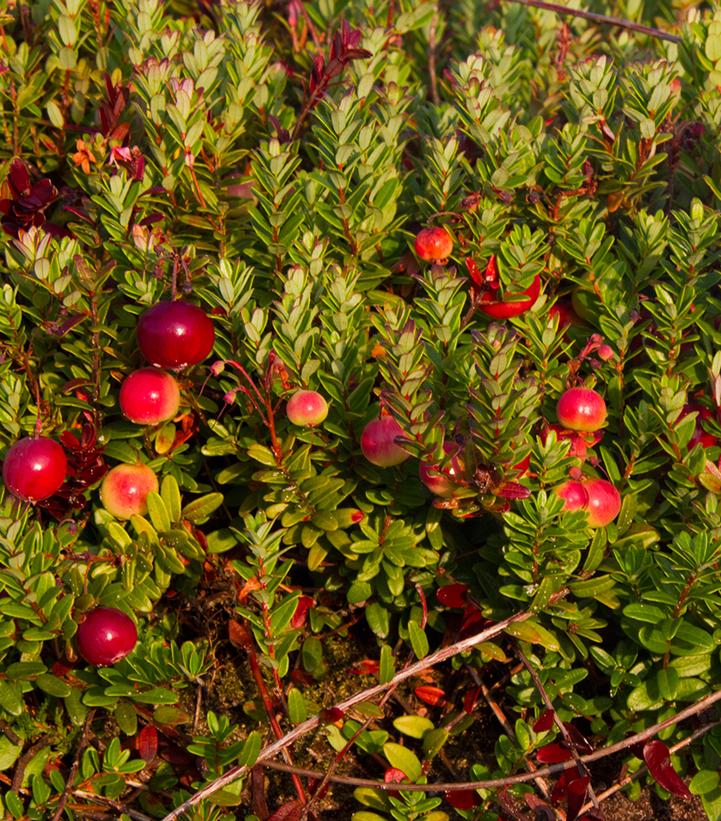 Vaccinium macrocarpon Pilgrim (pilgrim cranberry)