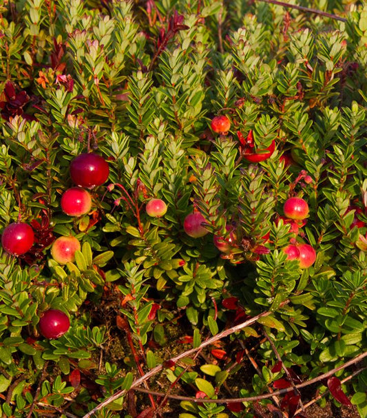 Vaccinium macrocarpon Pilgrim (pilgrim cranberry)