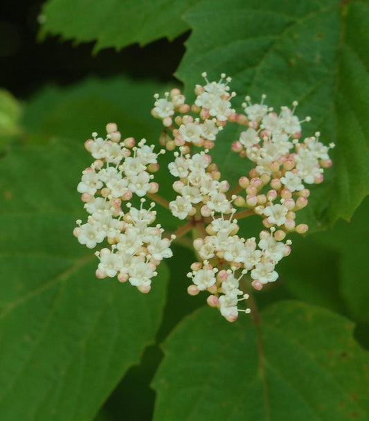 Viburnum acerifolium (Mapleleaf Viburnum)