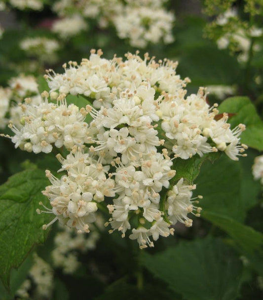 Viburnum dentatum Blue Muffin® (Blue Muffin® Arrowwood Viburnum)